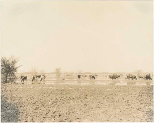 Herd of cattle on wet ground of Lake Ngami









