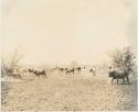 Herd of cattle on wet ground of Lake Ngami










