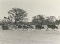 Sled dragged by eight oxen at Sehitwe












