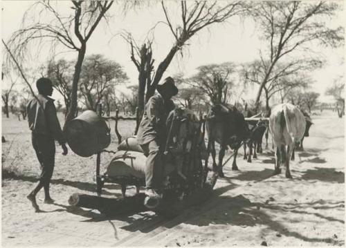 Sled loaded with sacks, dragged by oxen, with a man riding in it











