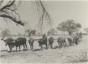 Sled loaded with sacks, dragged by oxen, with a man riding in it










