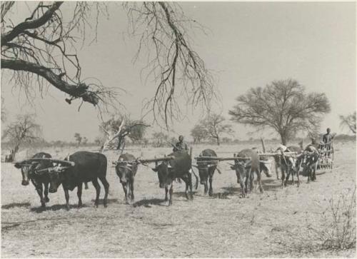 Sled loaded with sacks, dragged by oxen, with a man riding in it










