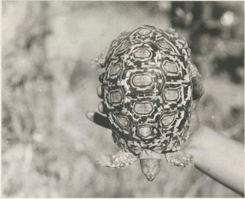 Overhead view of a turtle, held in a person's hand










