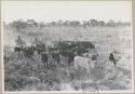 Cattle in grass, with herders behind










