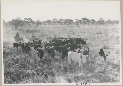 Cattle in grass, with herders behind










