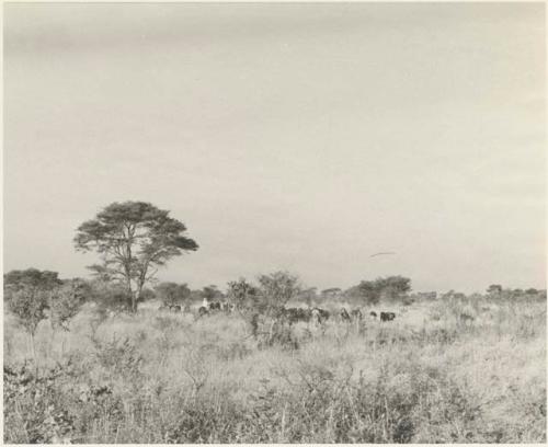 Group of Herero people driving a herd of their cattle from Kai Kai to Tsau
