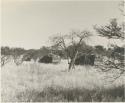 Expedition trucks in grass among low trees
