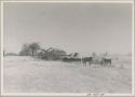 Herd of cattle with line of trucks behind them, seen from a distance
