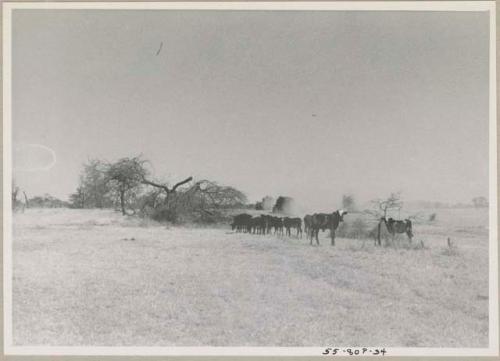 Herd of cattle with line of trucks behind them, seen from a distance
