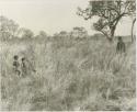 People standing in the grass, seen from a distance


























