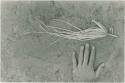 Two botanical roots on the sand and a person's hand for measurement







































