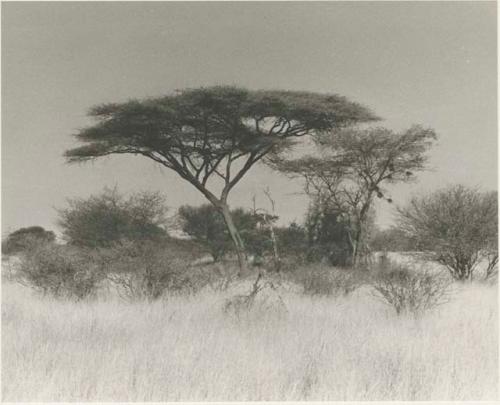 Trees on the way to Tsau












