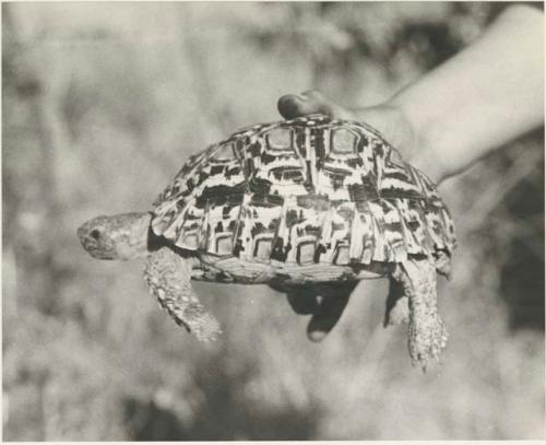 Turtle held in a person's hand (print is a cropped image)











