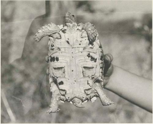 Bottom view of a turtle, held in a person's hand










