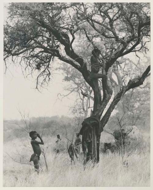 Boys climbing in a tree with hanging belongings














