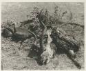 Kudu head and meat laying on spread leaves


























