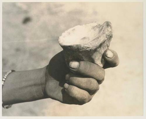 Bone from the knee of the antelope used for a dish for mixing poison, held in a person's hand
























