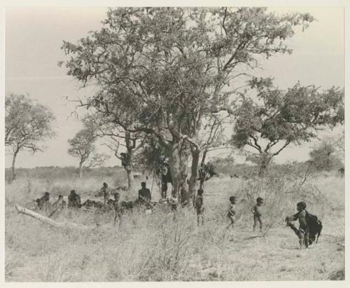 Group of Ju/'hoansi in a werft under a tree
























