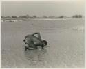 "Crooked /Qui" drinking from the pan by lapping the water with his tongue























