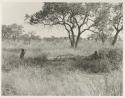 Ju/'hoansi in grass sitting in the shade, distant view

