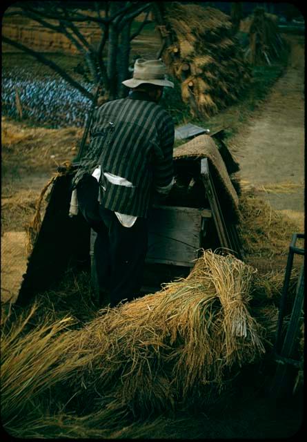 Rice harvesting