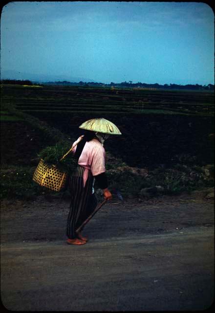 Returning from rice fields