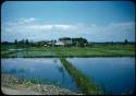 Rice field