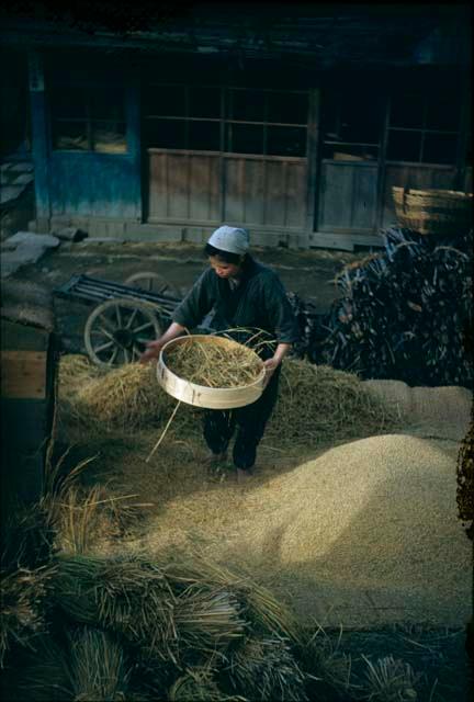 Woman winnowing grain