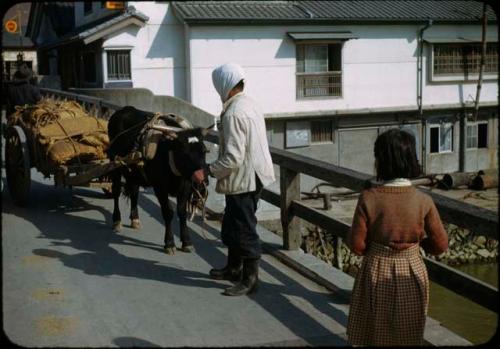 Ox-drawn cart