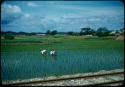 People working in field