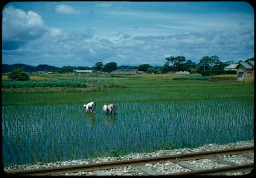 People working in field