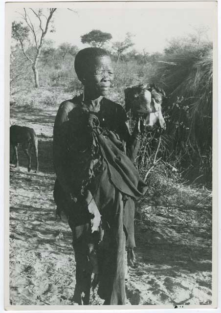[No folder title]: Elderly woman carrying ostrich meat (print is a cropped image)