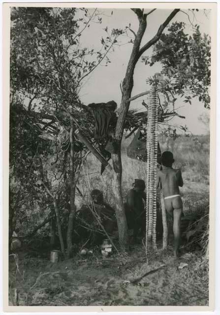 [No folder title]: People sitting and standing next to a skerm, and rattles hanging in a tree next to it (from color slide 2001.29.7846) (print is a cropped image)