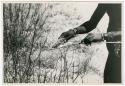 [No folder title]: /Ao's hands holding a cocoon on a stick and scraping fibers off with grass (from color slide 2001.29.7934) (print is a cropped image)