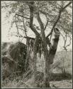 "Meat sharing": Meat and a rolled-up hide hung in a tree (print is a cropped image)