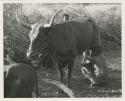 "Moremi's wife & a cow": Man milking a cow that belongs to Muremi, a Gciriku border guard at Cho/ana (print is a cropped image)