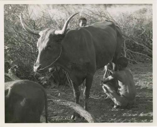 "Moremi's wife & a cow": Man milking a cow that belongs to Muremi, a Gciriku border guard at Cho/ana (print is a cropped image)