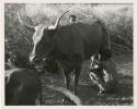 "Moremi's wife & a cow": Man milking a cow that belongs to Muremi, a Gciriku border guard at Cho/ana (print is a cropped image)