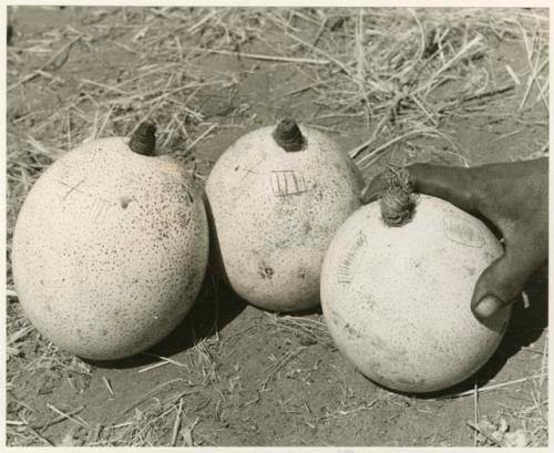 "Ostrich egg shell": Three ostrich eggshells ornamented with little scratched designs, with stoppers; a person's hand holding one of the shells (print is a cropped image)