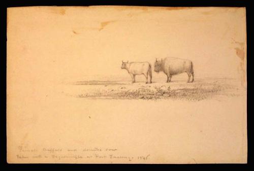 "Female Buffalo and Domestic Cow."