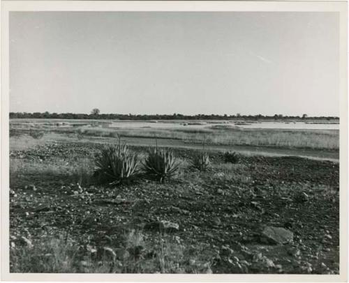 "Pan": View of Gautscha Pan with water, grass, and aloes (print is a cropped image)