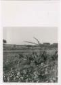 "Pan": Aloes and small trees, with pan in the distance