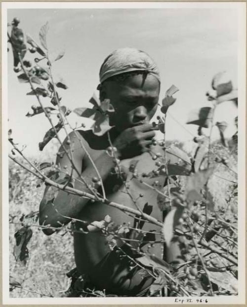 [No folder title]: /Gunda gathering berries (print is a cropped image)