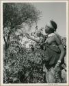 [No folder title]: ≠Nisa picking berries, in profile (print is a cropped image)