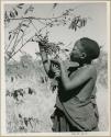 [No folder title]: Woman gathering berries from a branch (print is a cropped image)