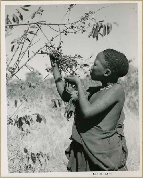 [No folder title]: Woman gathering berries from a branch (print is a cropped image)