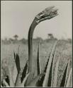 [No folder title]: Aloe plant (print is a cropped image)