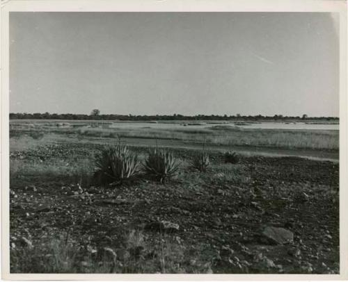 [No folder title]: View of Gautscha Pan with water, grass, and aloes (print is a cropped image)