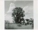 "Shelters, without & with Bantu influence": Four skerms in front of a baobab tree (print is a cropped image)