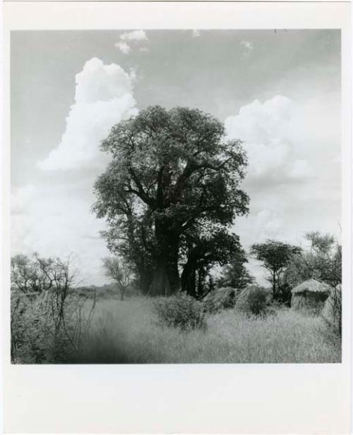 "Shelters, without & with Bantu influence": Four skerms in front of a baobab tree (print is a cropped image)